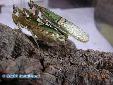 Creobroter gemmatus - Couple