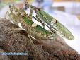 Creobroter gemmatus - Couple