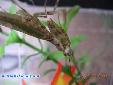 Creobroter gemmatus - Male