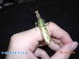Creobroter gemmatus - Male