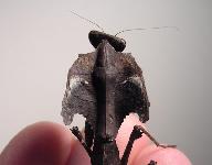 Deroplatys desiccata - Female