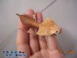Deroplatys truncata - Female