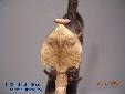 Deroplatys truncata - Female
