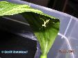 Oxyopsis gracilis - Nymph