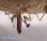 Parasphendale agrionina - Hatching