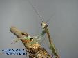 Polyspilota aeruginosa - Male