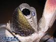 Pseudempusa pinnapavonis - Female