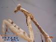 Pseudempusa pinnapavonis - Female