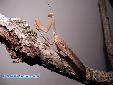 Sphodromantis lineola - Male