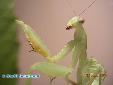 Sphodromantis lineola - Female