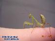 Sphodromantis spec. - Male