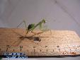 Sphodromantis spec. - Female