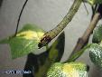 Proscopia luceomaculata - Weibchen