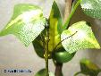 Proscopia luceomaculata - Männchen