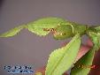 Phyllium siccifolium - Female